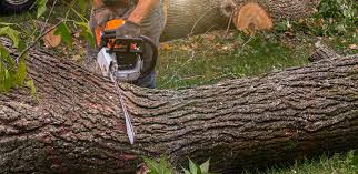 Best Palm Tree Trimming  in Ridge, NY