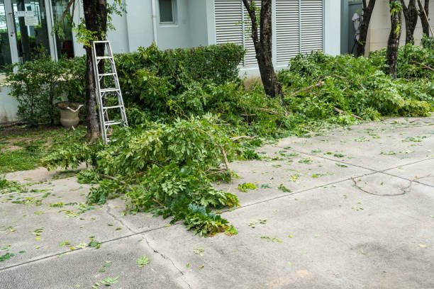Best Tree Risk Assessment  in Ridge, NY
