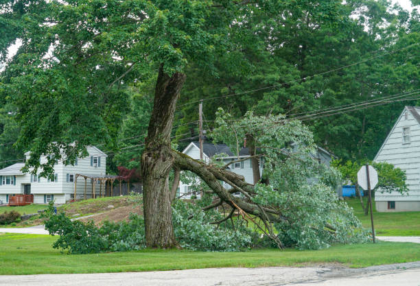 Best Tree Removal  in Ridge, NY