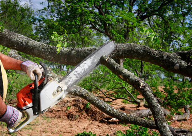 Best Tree Mulching  in Ridge, NY